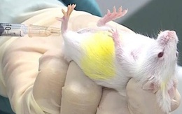 Việt Nam tiêm thử nghiệm đợt 2 vắc xin COVID-19 trên chuột