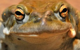 Nhiếp ảnh gia chết vì hít nọc độc từ cóc sống trong nghi lễ thần bí