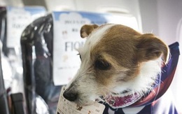 Bỏ trăm triệu thuê máy bay đưa thú cưng về tránh dịch