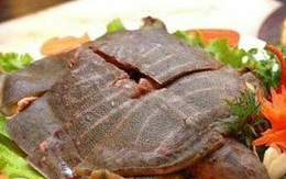 Suýt chết sau khi ăn ba ba