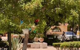 Người da đen treo cổ và bị thiêu sống, chuyện gì đang xảy ra ở Mỹ?