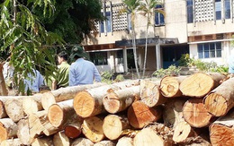 Nguyên giám đốc khu bảo tồn phá rừng ở Đồng Nai bị kỷ luật