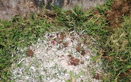 Vụ chất màu lạ ở Thiên Trường - 'HLV không yểm bùa mà chỉ cầu an lành'
