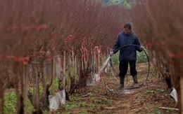 Hà Nội: Rét kỷ lục, nông dân Nhật Tân lo ủ ấm cho đào kịp phục vụ Tết Nguyên đán