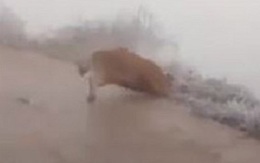 Chú bò liên tục ngã quỵ trên đường trơn trượt vì băng tuyết ở Lào Cai, minh chứng rõ ràng cho sự khắc nghiệt của thời tiết