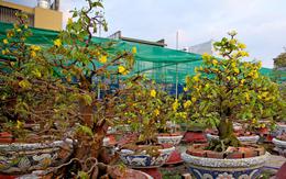 Mai nở sớm, chủ vườn cho thuê giá rẻ để bù lỗ