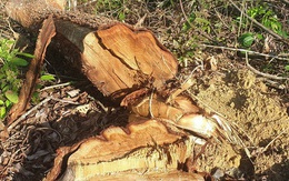 Hai cán bộ quản lý rừng bị bắt