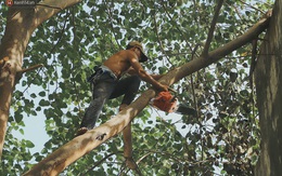 Gặp vua khỉ U50 ở miền Tây: "27 năm thích leo trèo, dù bị ong chích, kiến đốt đến phát sốt vẫn thấy bình thường"