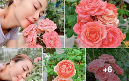 Ốc Thanh Vân khoe vườn hồng đẹp kiều diễm
