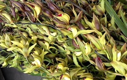 Hiếm có mùa Tết: Lan Trần Mộng siêu rẻ, 20 nghìn/cành hoa dài cả mét