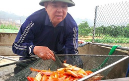 Tết ông Công, ông Táo: Người nuôi cá chép nhận đặt cọc hàng trăm triệu đồng