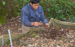 Gia tài tiền tỷ ủ dưới lớp đất đen thẫm nơi rừng già ở Kon Tum