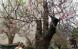 Gốc đào cổ người lớn ôm không xuể, rao giá trăm triệu ở Hà Nội