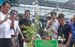 Vỡ trận phi điệp đột biến: Dự báo trước