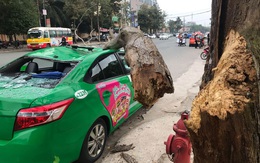 Nam tài xế và khách thoát chết hi hữu khi bị cây xanh gãy đè bẹp xe taxi