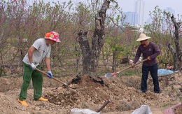 Dân trồng đào tất bật thu gom cây về trồng chuẩn bị mùa Tết năm sau