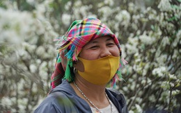 Xuống Hà Nội bán hoa lê, người dân tộc thiểu số thu nhẹ nhàng mỗi ngày 30 triệu đồng