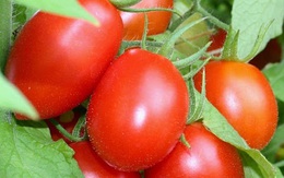Cà chua dù có thích mê cũng cần tuyệt đối tránh những điều này khi ăn