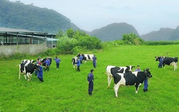 Thiên nhiên - yếu tố “vàng” tạo nên thiên đường bò sữa Mộc Châu