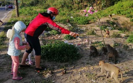 Hàng loạt tai nạn thương tâm, người dân Đà Nẵng vẫn vặc lại BQL Bán đảo Sơn Trà khi bị nhắc nhở "chiều hư" đàn khỉ