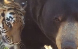 Thả hổ, gấu và sư tử chơi chung, nhân viên khu bảo tồn động vật ngỡ ngàng khi nhìn thấy cảnh tượng lạ đời, không ai giải thích được