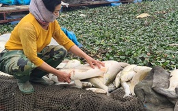 Cá nuôi chết trắng trên sông Cầu: Do "dòng nước đen" từ làng nghề giấy?