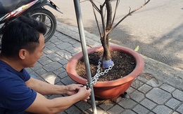 Gắn camera, xích gốc cây kiểng... chống trộm