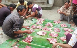 Đặc sắc nét đụng lợn trong ngày Tết ở Tuyên Quang