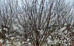 Đào Tết bông trắng như tuyết, dân tranh nhau mua, nhà vườn 'cháy hàng'