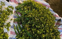 Loài lan quý chỉ nhà giàu mới dám chơi, nay đổ đống bán rẻ như rau