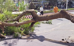 Cây phượng chục năm tuổi bật gốc đè người phụ nữ bị thương