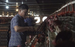 'Đại gia lò gạch' ở Hải Dương bỏ nghề, cầm cả ống bơ vàng đi đầu tư nuôi gà