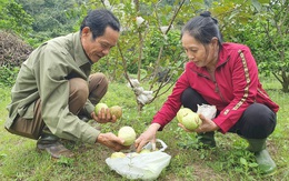 Từ kẻ mang tội giết người thành triệu phú nông dân