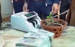 Xôn xao cây lan được chuyển nhượng với giá hơn 1,6 tỷ đồng tại Nghệ An
