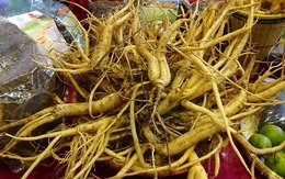 Sâm giả khắp nơi