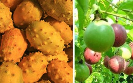 3 loại quả ở Việt Nam mọc dại đầy đường, sang nước ngoài thành của ngon vật lạ bán 1 triệu/kg