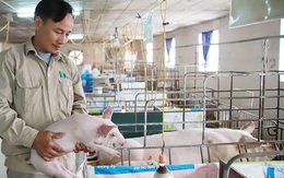 Bỏ biên chế nhà nước về nuôi lợn, mỗi năm thu hơn 1 triệu USD