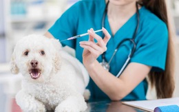 Nga có vắc xin ngừa COVID-19 cho động vật đầu tiên trên thế giới