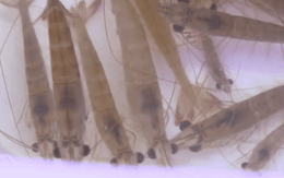 Món tôm bò nhảy tanh tách trong miệng, thách thức thực khách ở Quảng Ninh