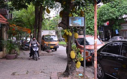 Cây mít sai trĩu quả nằm ngay trên mặt phố Hà Nội khiến nhiều người tò mò, ngạc nhiên.