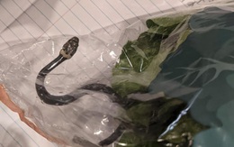 Phát hiện rắn độc trong túi rau diếp được mua từ siêu thị