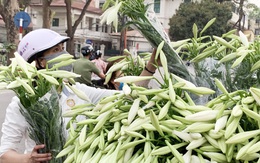 Hà Nội: Hoa loa kèn ngợp phố, giá chỉ 25.000 đồng/bó níu chân người mua