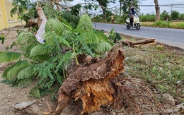 Cây phượng ngã đè chết nữ điều dưỡng trưởng