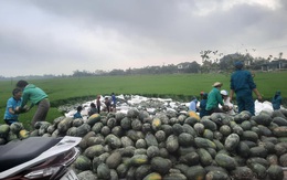 Xe tải chở gần 30 tấn dưa hấu lật đổ xuống ruộng, người dân Hà Tĩnh giúp tài xế thu gom