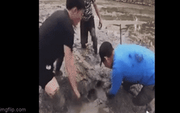 Lội bùn tưởng bắt được ba ba, nhưng con vật bò ra khiến nhóm thanh niên "sợ mất mật"