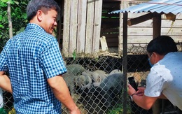 Kỳ lạ giống 'lợn đen đồng bào' nuôi không kịp lớn để bán