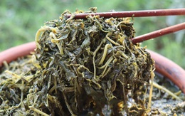 'Thượng đế' săn lùng món dưa nhà nghèo ở Phú Thọ