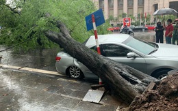 Cây me cổ thụ bật gốc đè bẹp xe Camry trong cơn mưa lớn ở Hà Nội