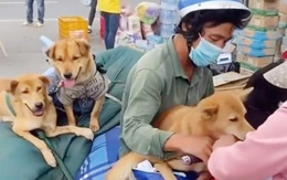 Cà Mau thông tin vụ tiêu hủy 15 con chó, cả 5 người trong đoàn mắc COVID-19