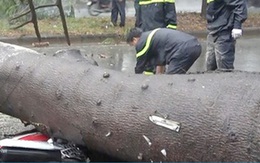 Con chết, mẹ gãy chân vì bị cây xanh bật gốc đè trúng